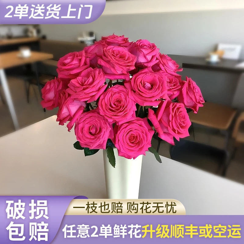 【花王朝】弗洛伊德单头玫瑰- 云南直发鲜花家居水养插花鲜切花