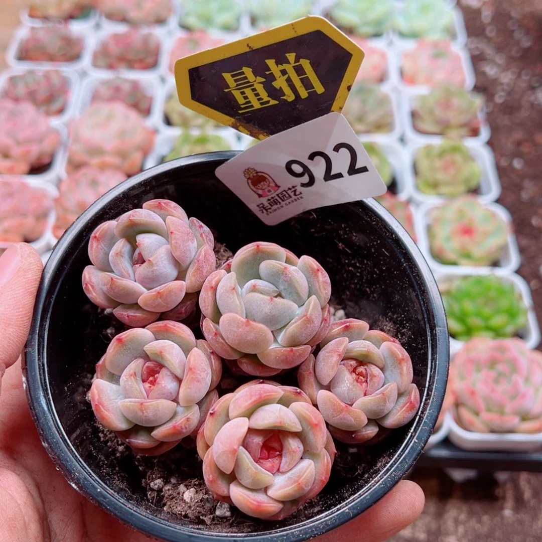 当前无花朵，栽培后可花朵