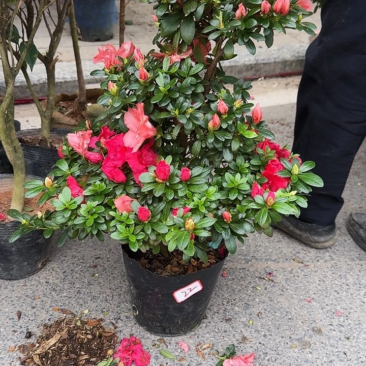 杜鹃盆景杜鹃老桩5****222