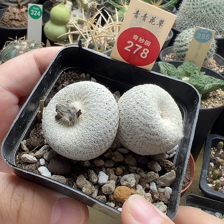 自根双头小人帽5.8cm