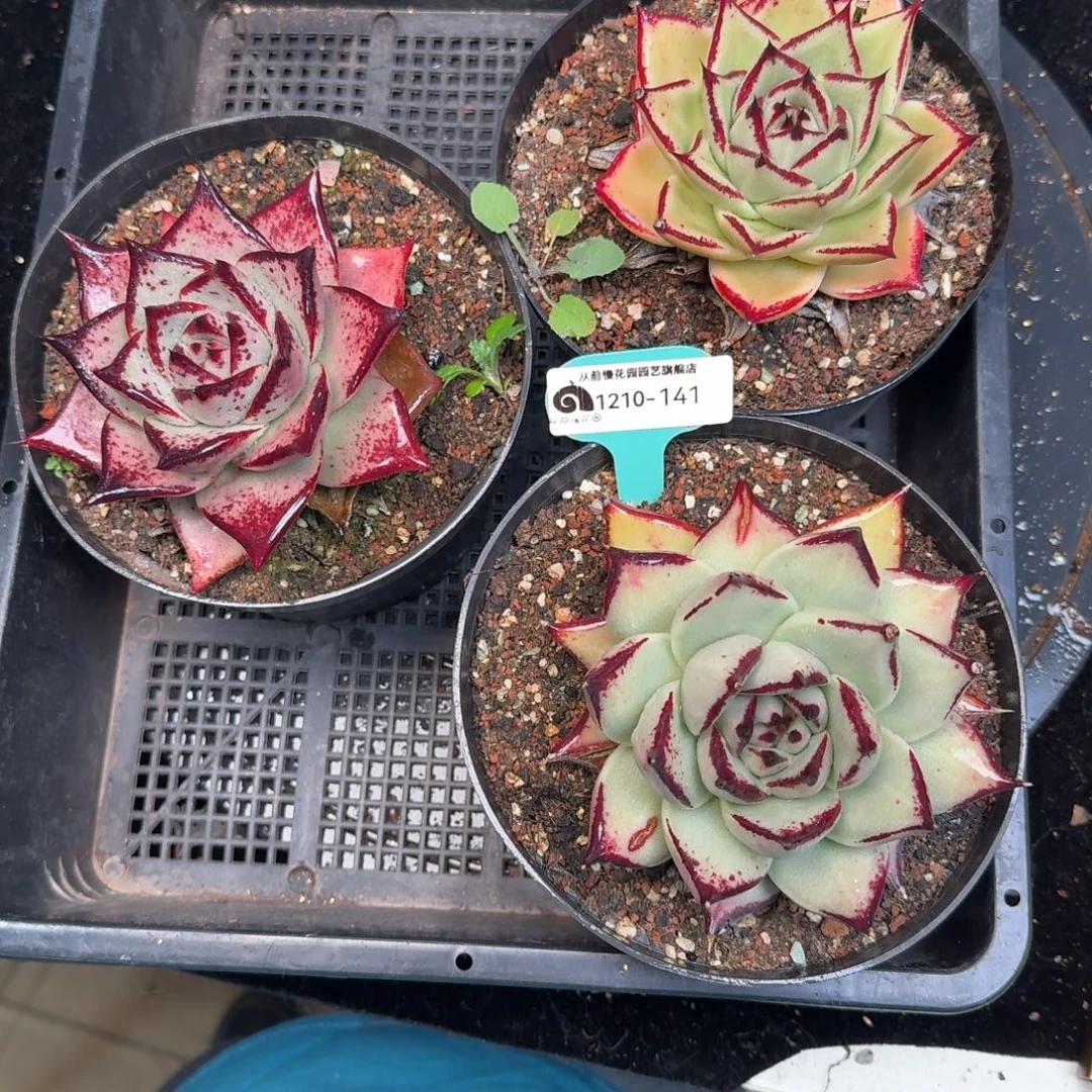 从前慢多肉精选编号1210.141