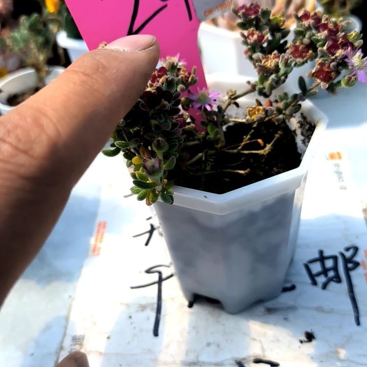 满9元包邮，红宝石枝干大盆，24号绝绝子