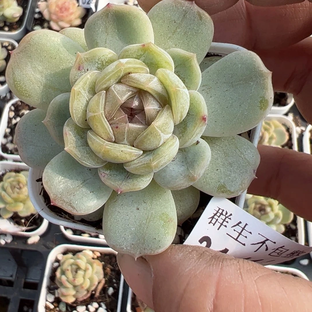 小卡拉米糖心一物一拍31-141