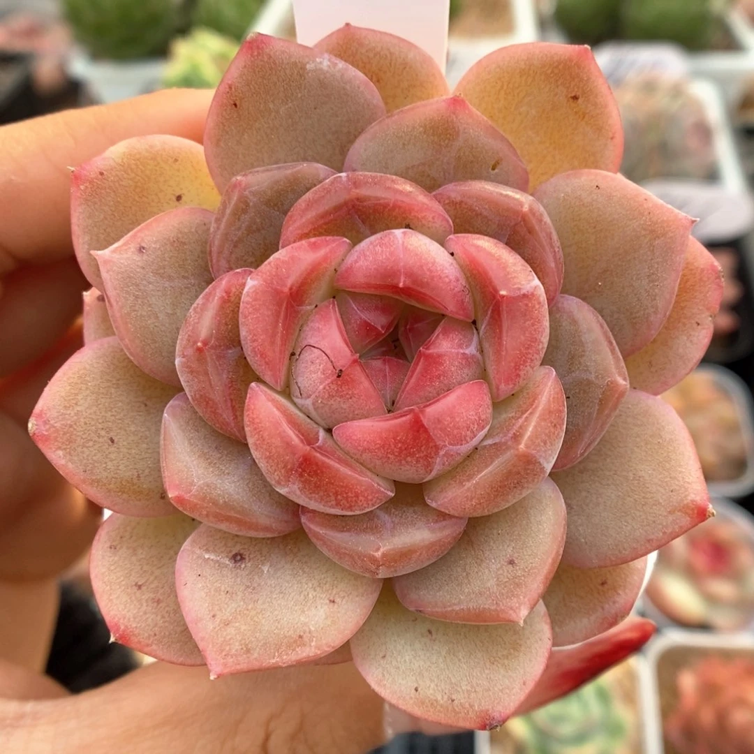 琴心可拍366号。