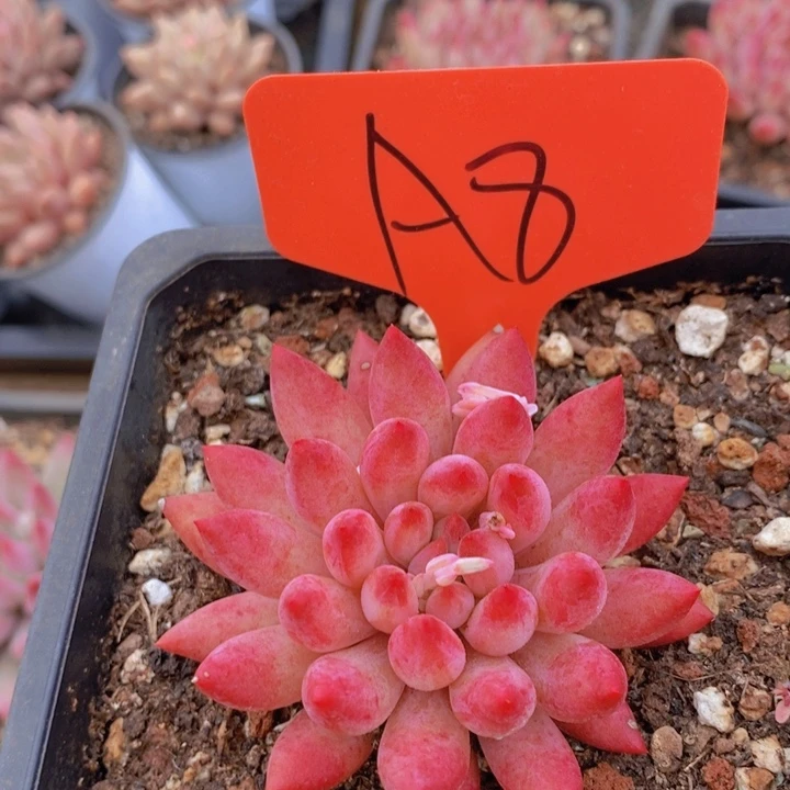 在家里面吃饭的吗