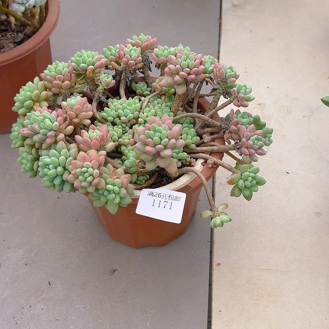 赛***衣1171洛可可多肉植物多肉