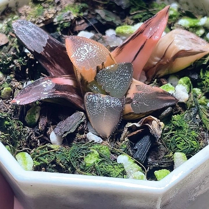570丘比特锦一物一拍