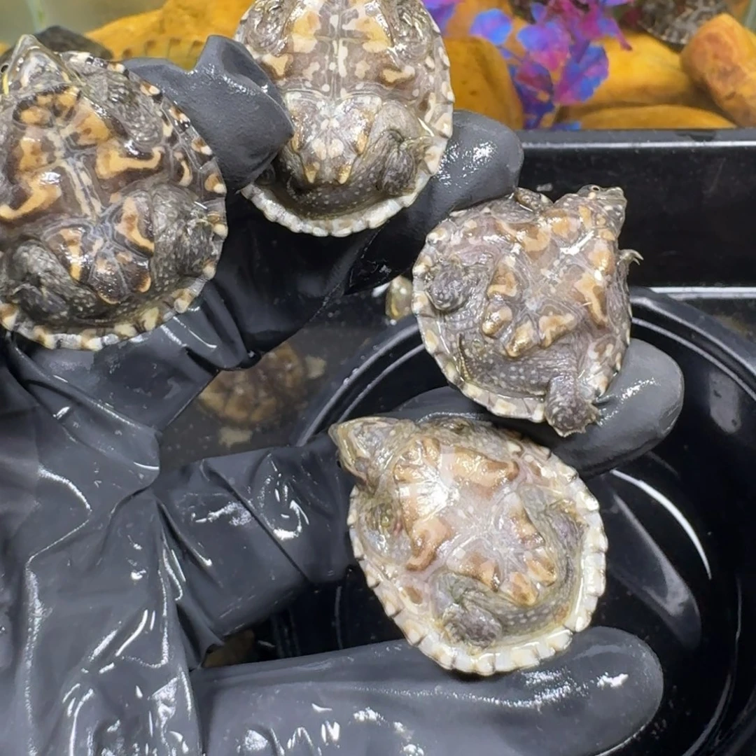 蛋龟不分公母麝香