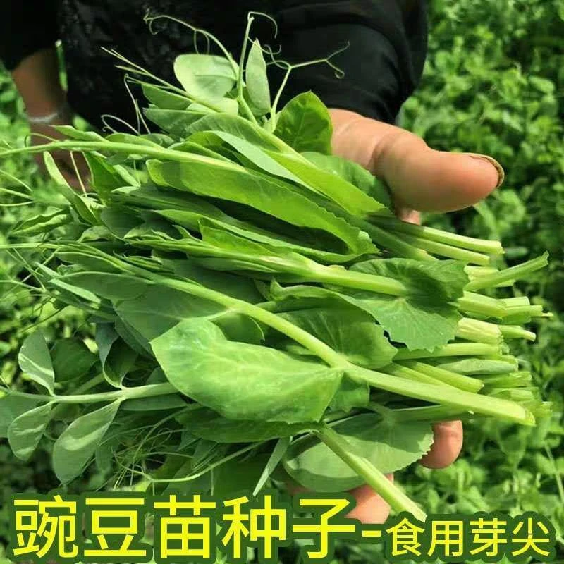 F212无须豌豆尖种子豌豆苗豌豆颠荷兰豆芽苗菜秋冬季田园蔬菜种籽
