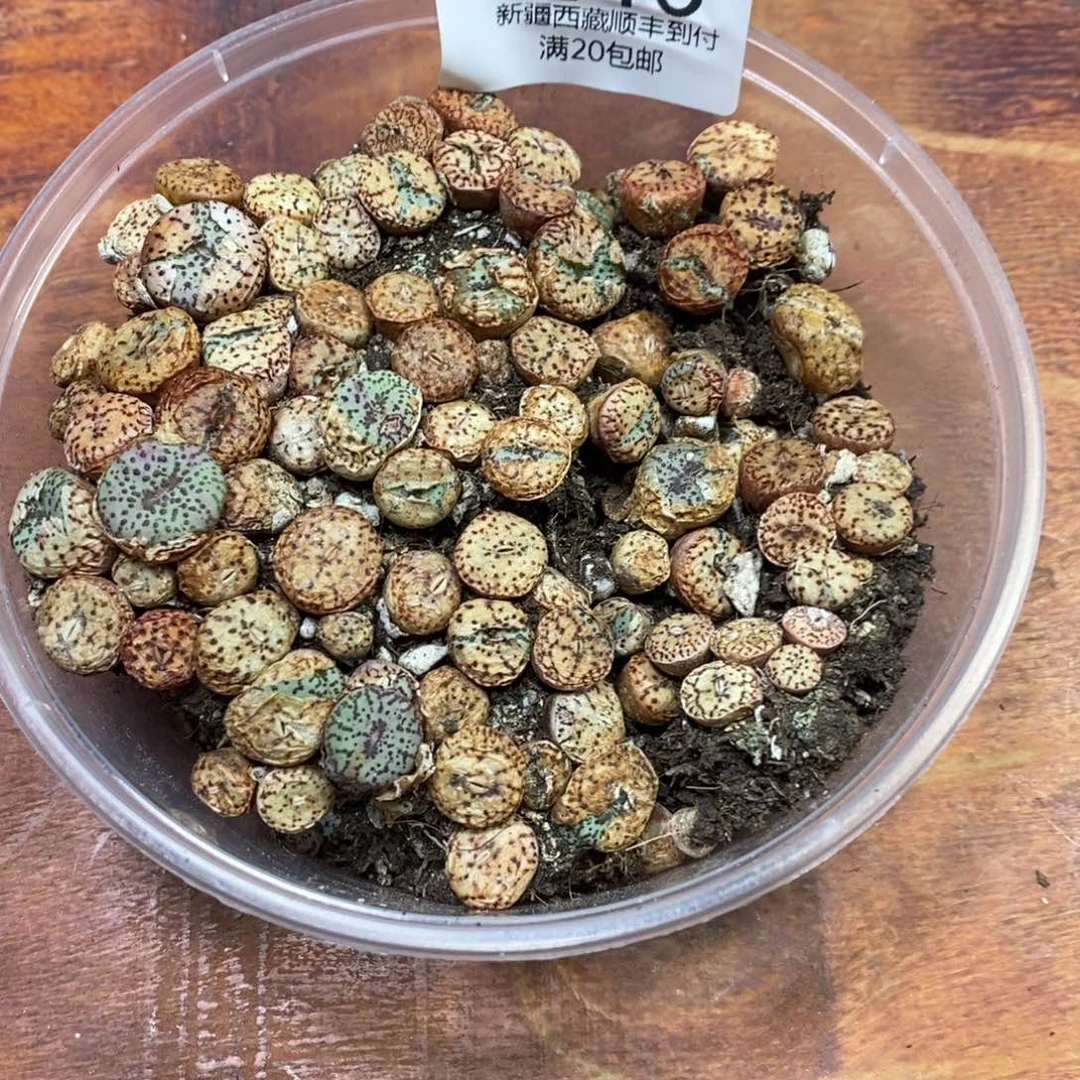 多肉蛋炒饭，感谢您相伴146