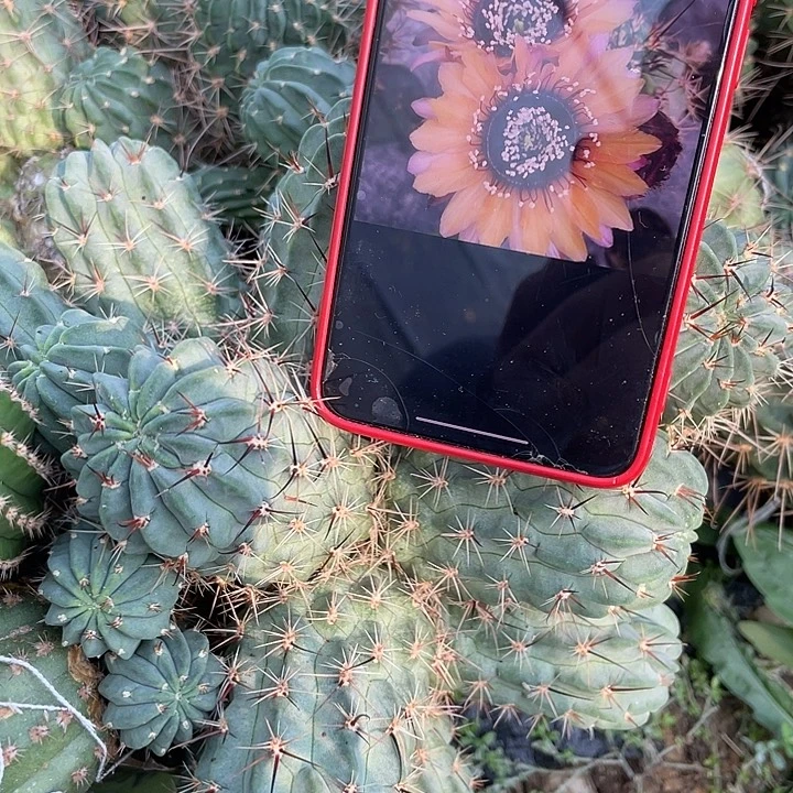 耒***阳橙花黑喉 三角接大群 留10,厘米枕木