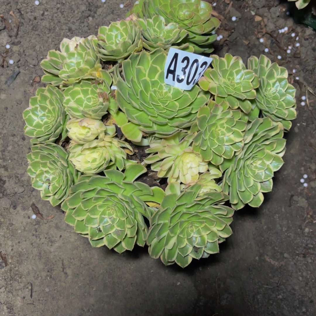 万紫法师16////36包邮