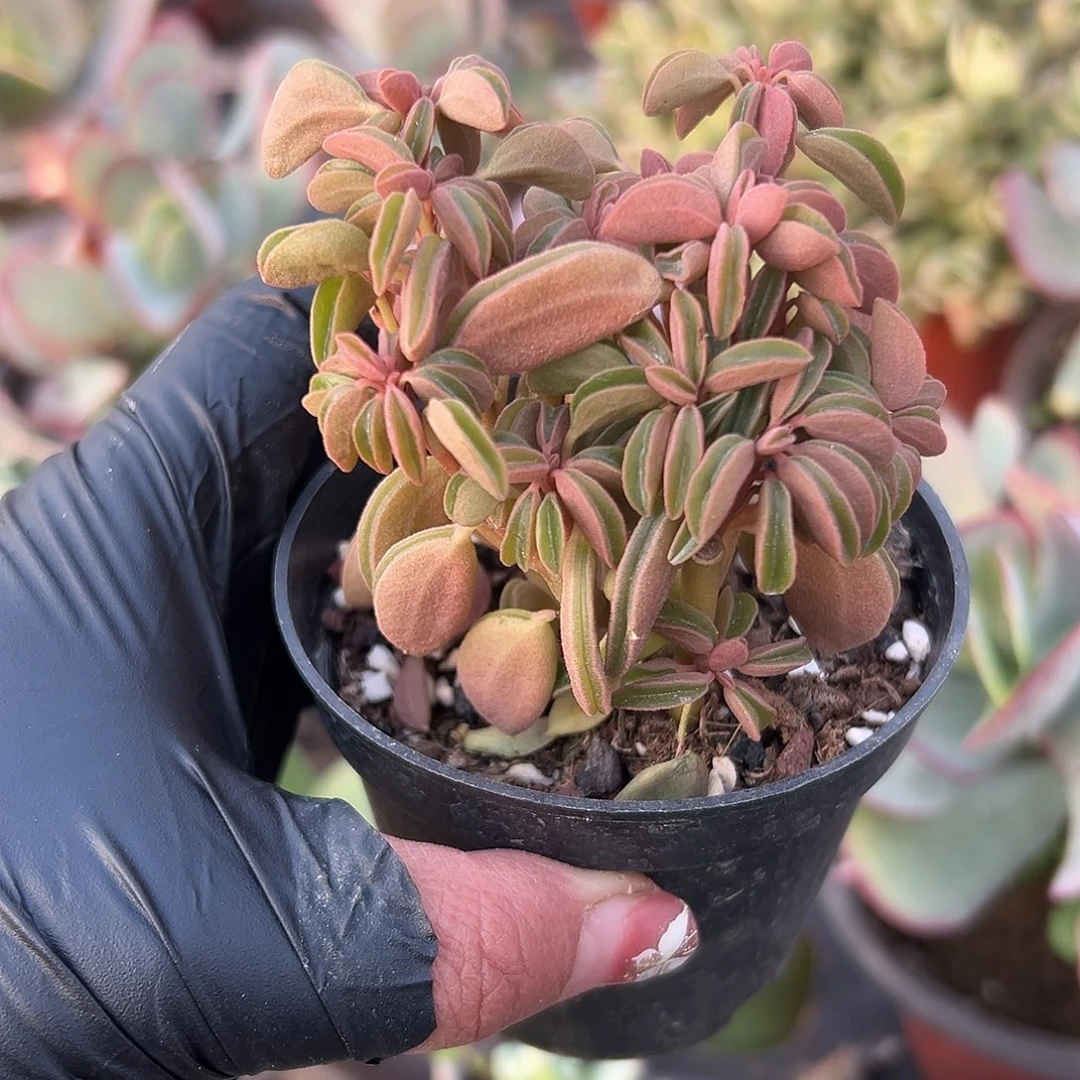 多肉植物玛格丽特椒草
