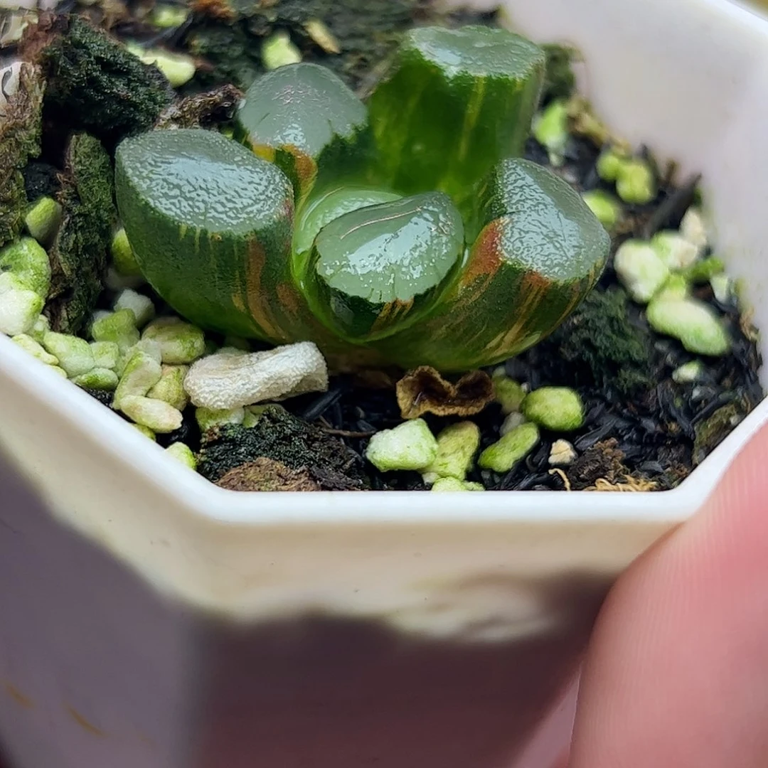 紫镜锦十二卷多肉