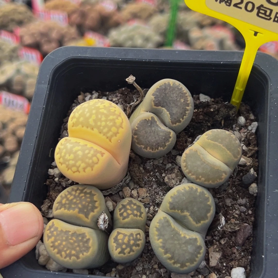 185 生石花大群生大群生