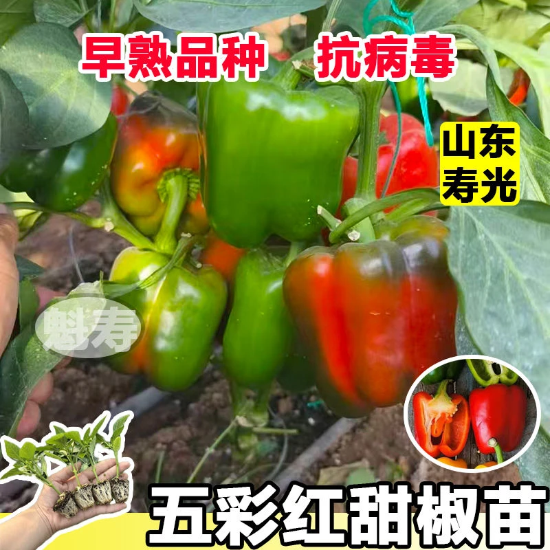山东寿光五彩甜椒王红黄绿紫甜椒秧苗四季盆栽太空椒水果方椒种子