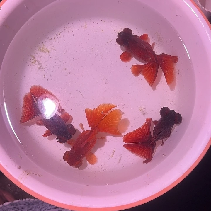 金鱼千**水11111111111111