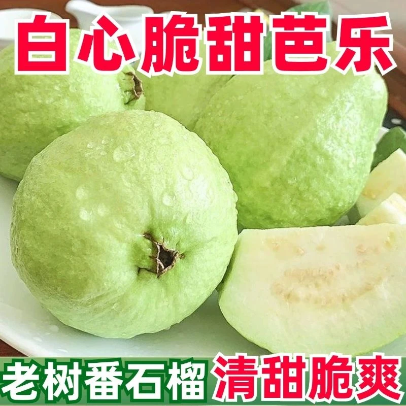 福建芭乐白心番石榴新鲜水果当季软糯奶油胭脂白心芭乐树熟大果