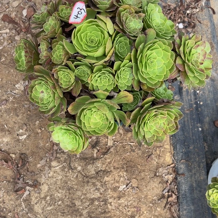 403花月夜多肉植物法师