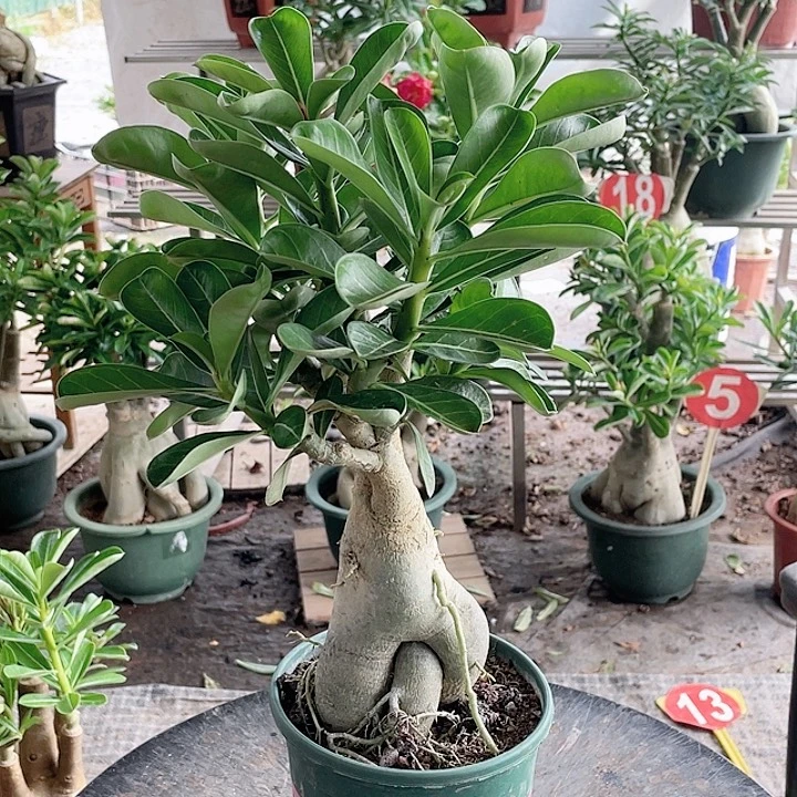 田***伟完全开放沙漠玫瑰