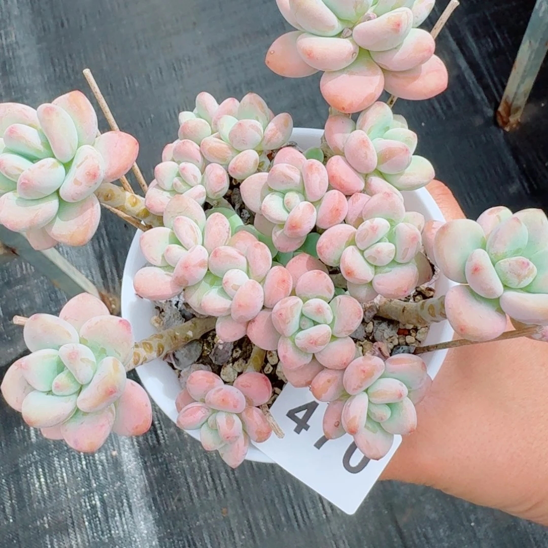 洛神            精美多肉植物