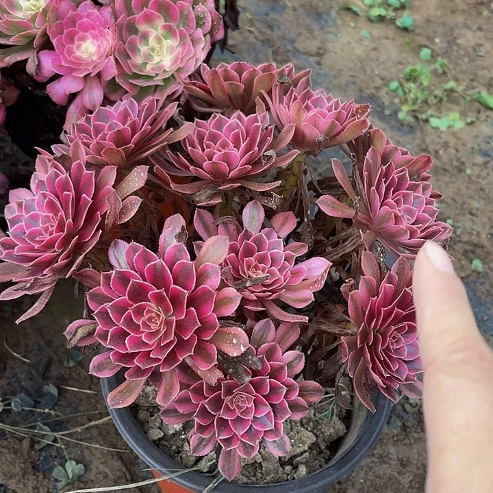 黑铜白一颗脱土发货