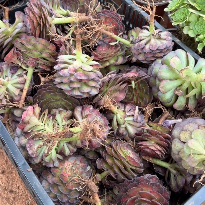 龙鳞啊啊啊啊啊啊