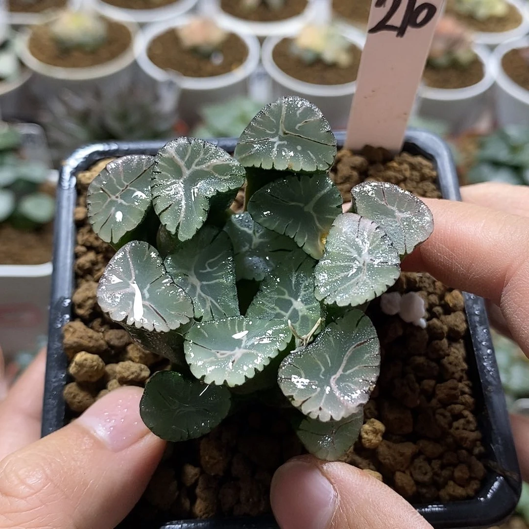 M**唯210龙虎万象十二多肉