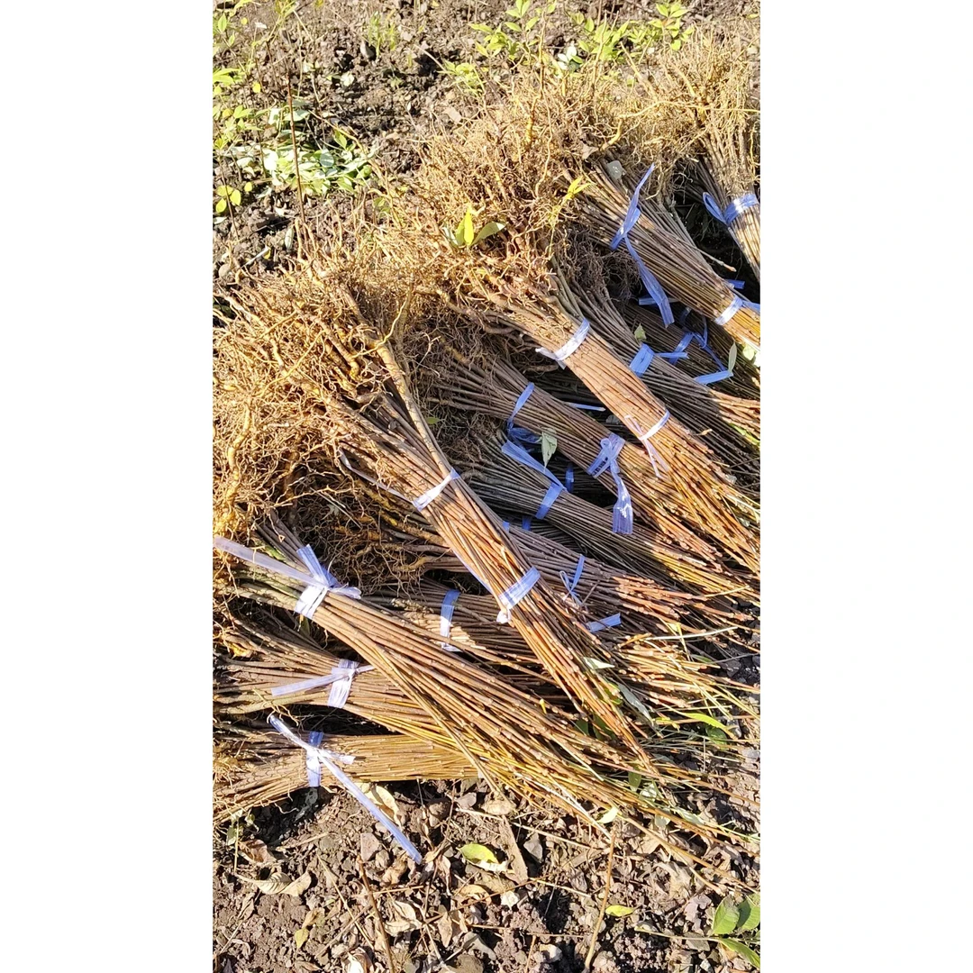 正宗大叶厚皮川黄柏苗 清场小苗