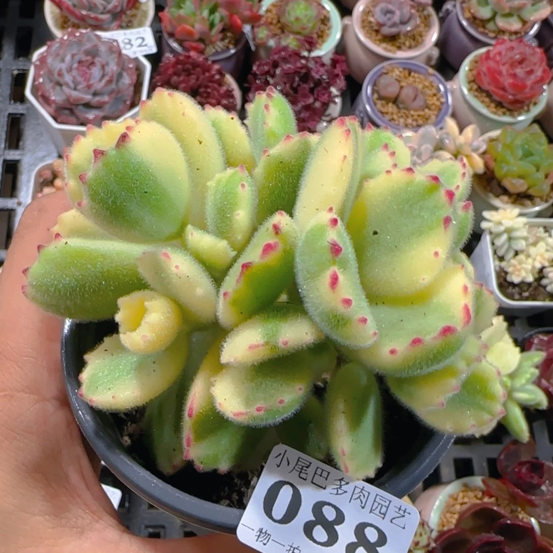 AW小尾巴5CM迷你拇指盆栽精控多肉088