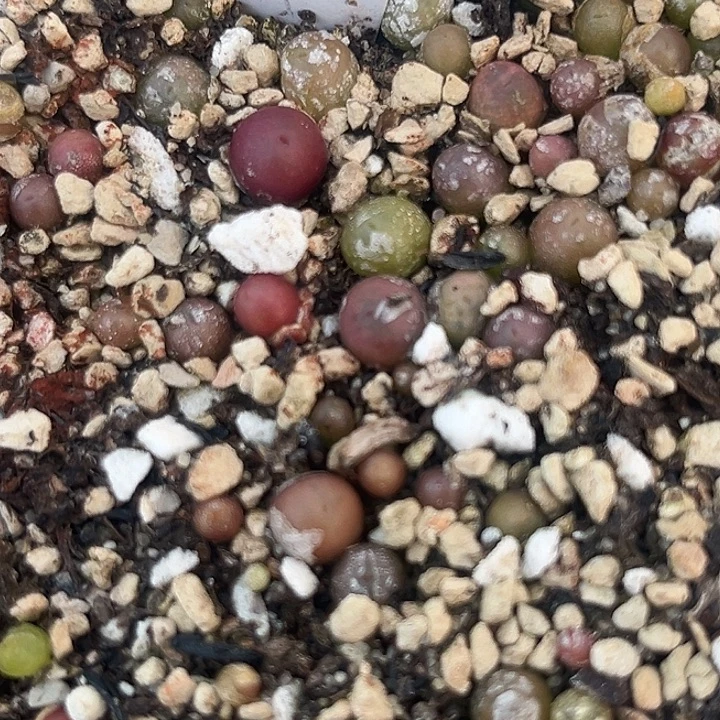 天花板厚皮吕氏小喵