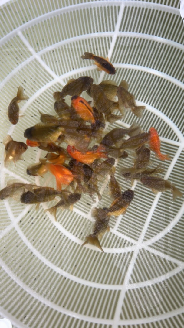 4尾【直播】商品泰狮练手