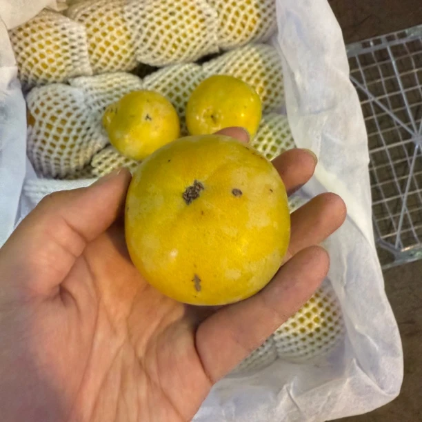 狗头太秋花皮果脆柿 酥脆不是硬脆很甜