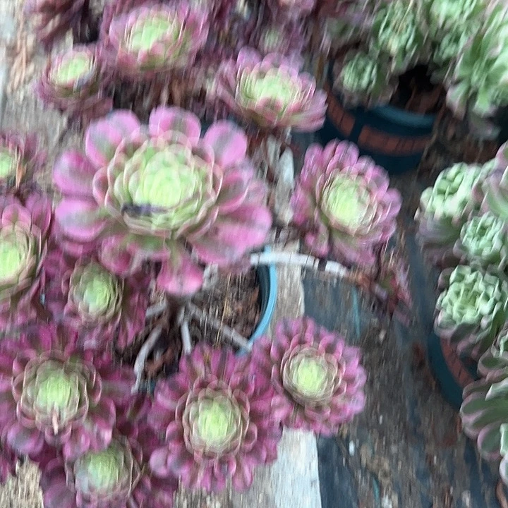 0196维纳斯多肉植物