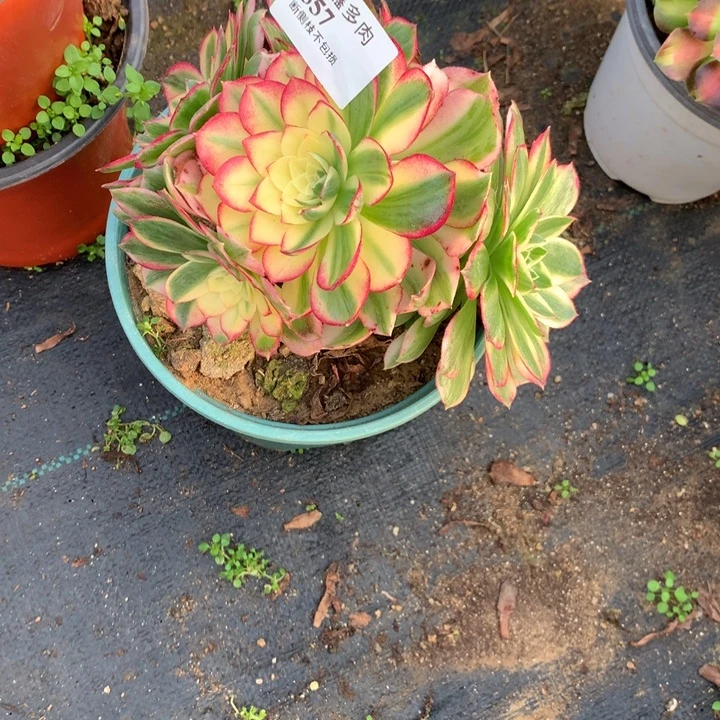 557海仙多肉植物特价