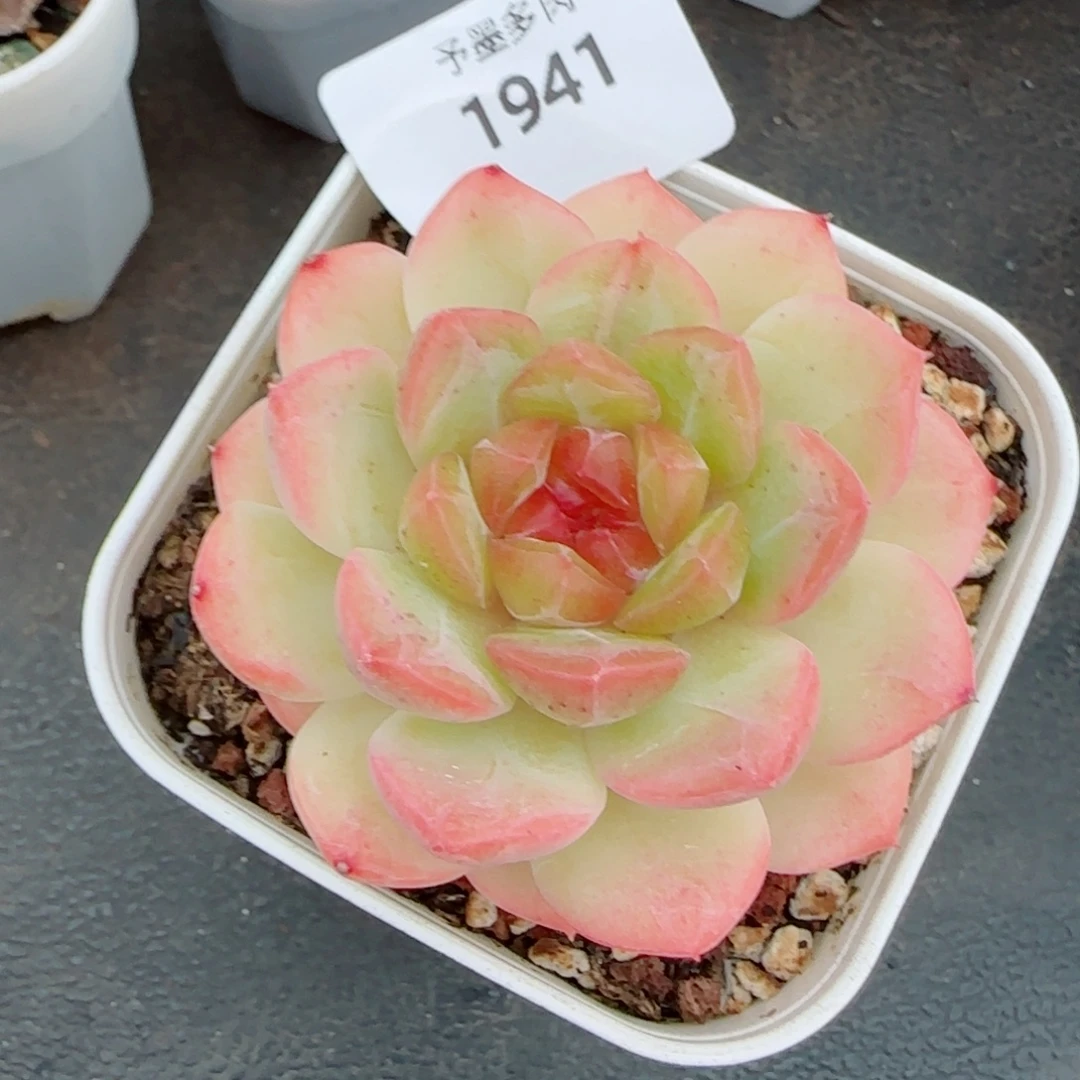 琴心，1941多肉植物