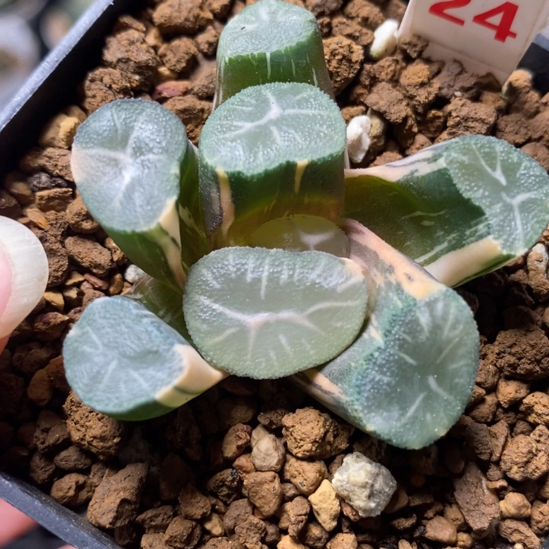 24玉龙万象锦一物一拍