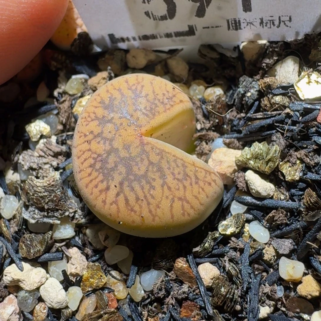 彗***️Ssss精品生石花591