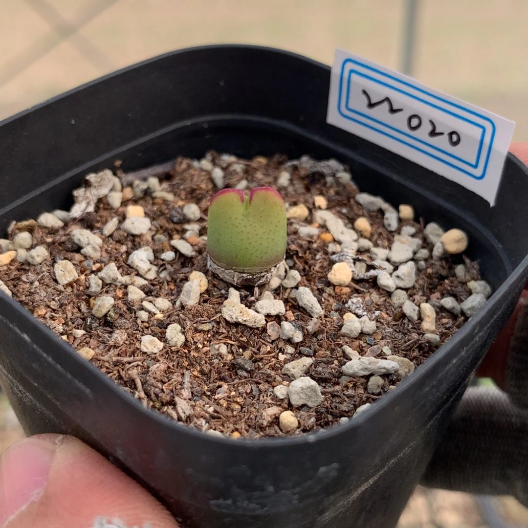 莫*白22020爱丽丝母本一颗