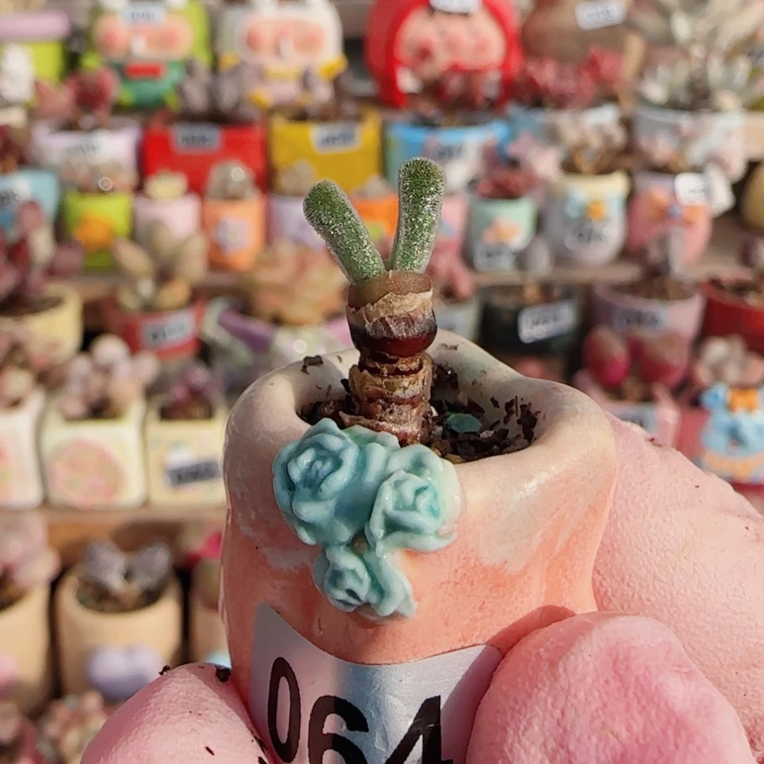 可爱兔子 盆口1.5cm