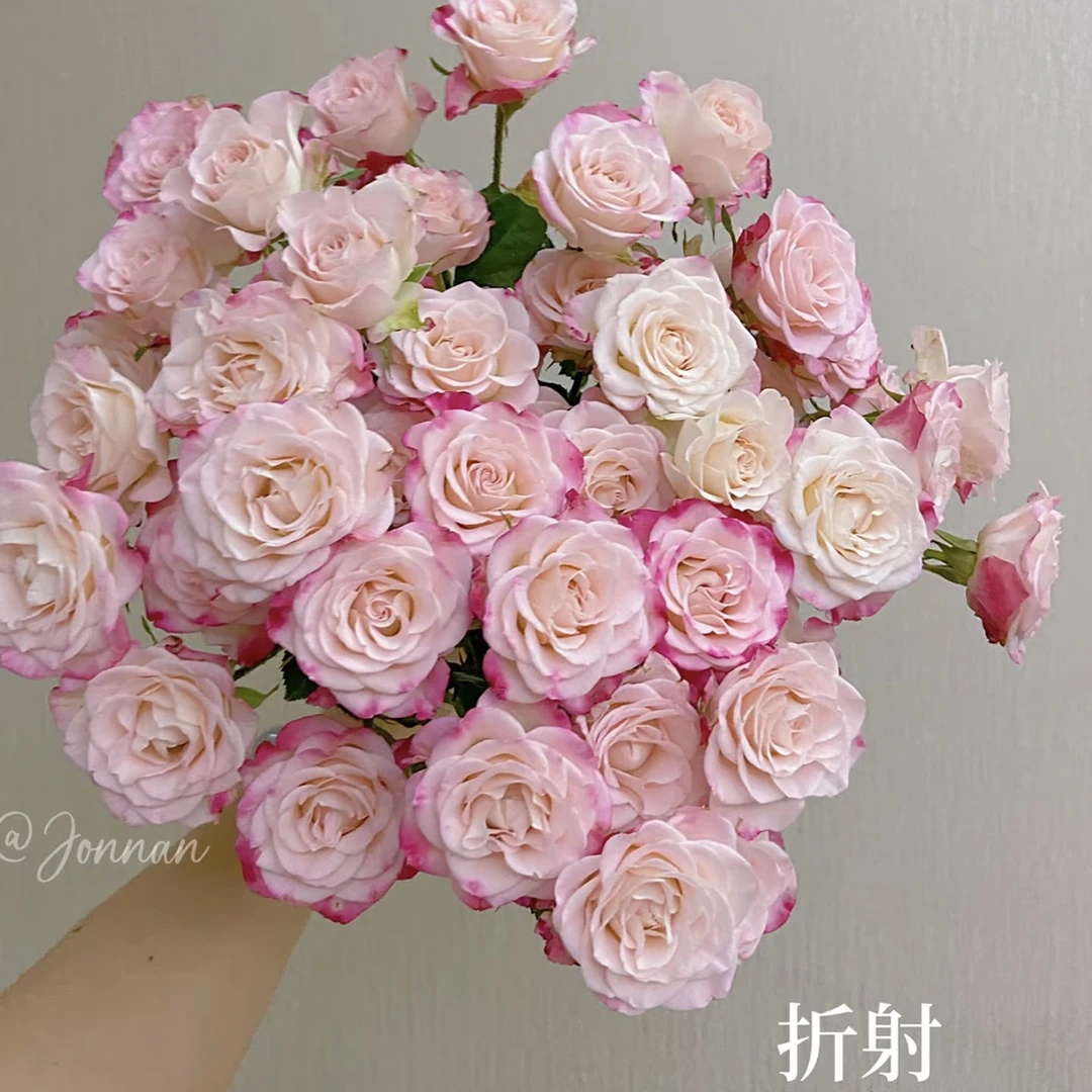 【多头折射-10枝】鲜花任意满1单升级顺丰冷链  云南鲜花基地直发
