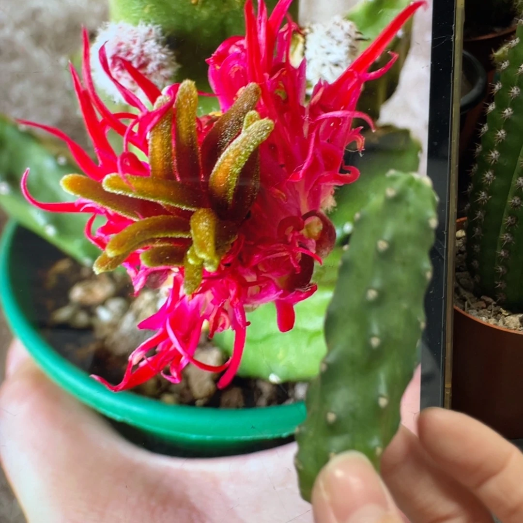 新品水仙情懒A5侧芽一个