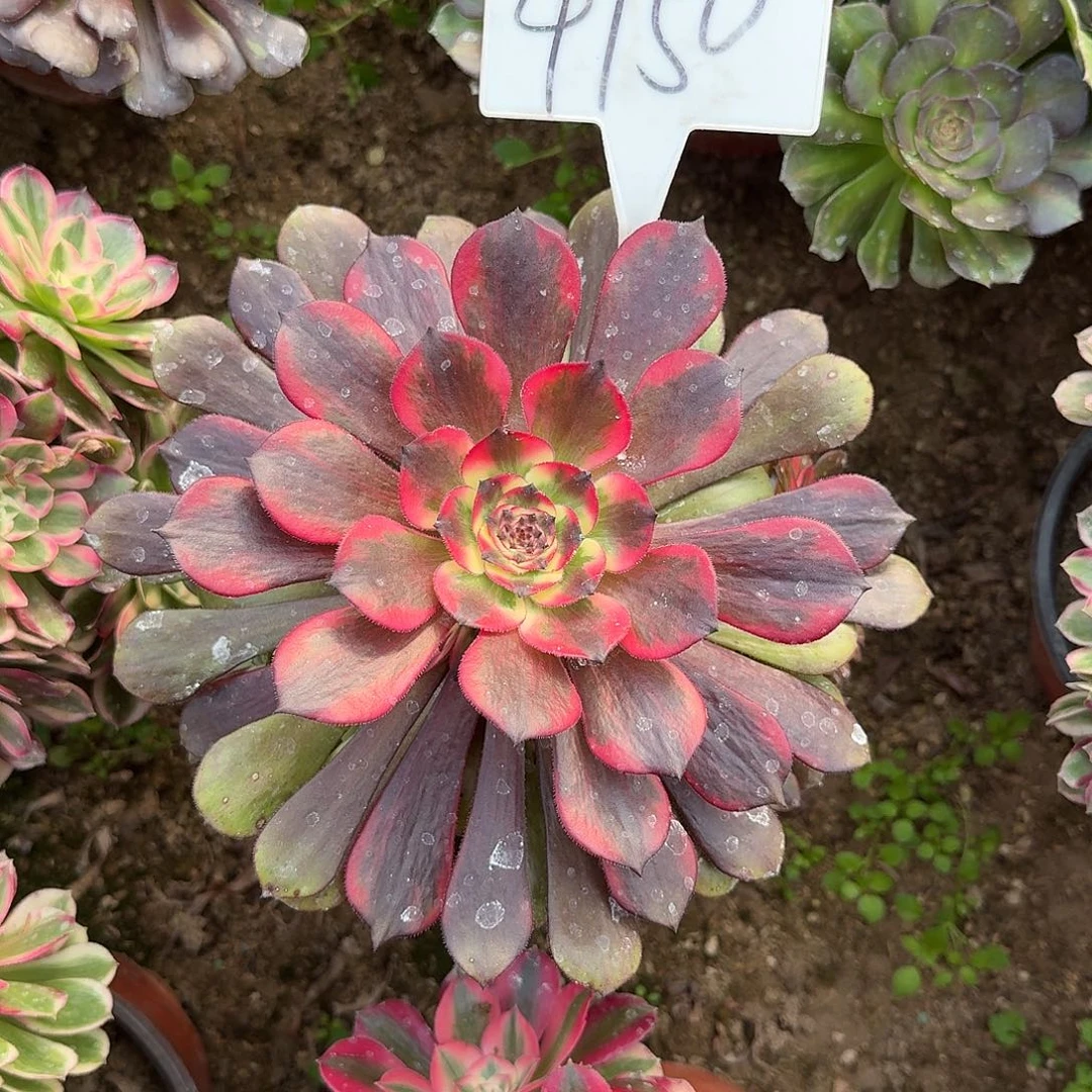 4150烟花多肉法师