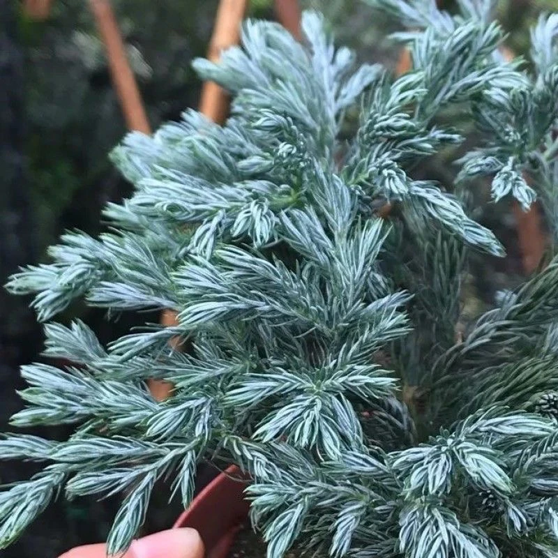 蓝湖柏盆栽蓝色波尔瓦花柏彩色针叶树苗四季常绿耐寒耐热植物