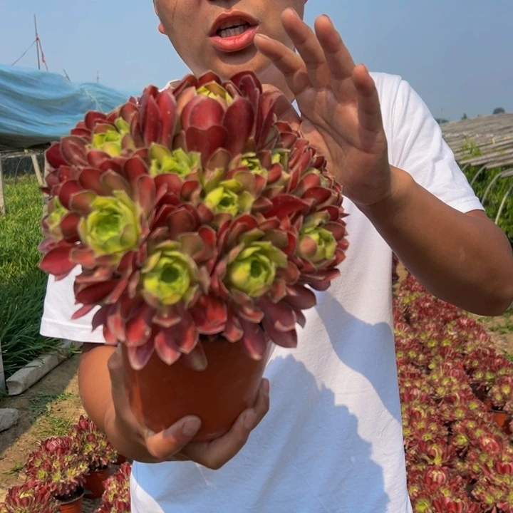 9.99韶华一棵包邮