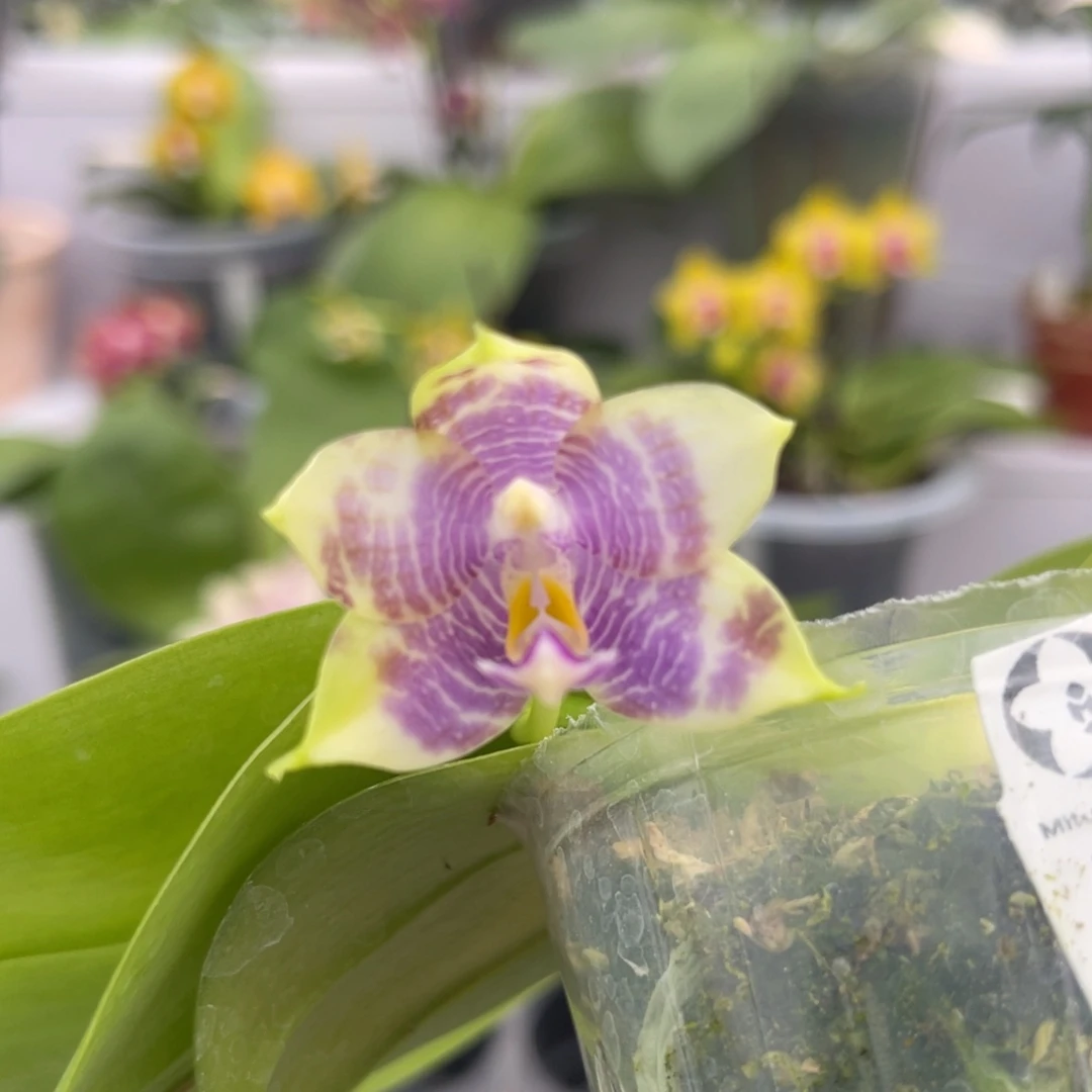 完全开放1082 2.5寸弥陀am714 一物一拍