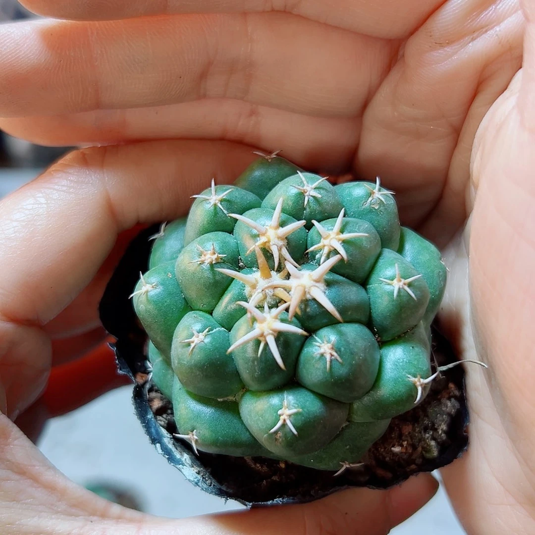 自根短豪刺獠牙4.3公分