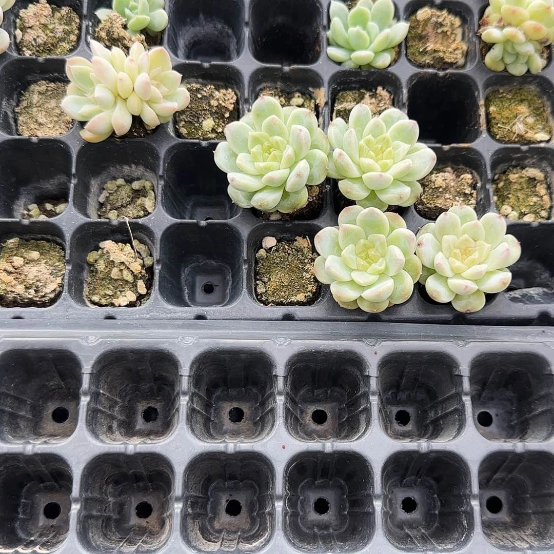 琉璃糖心穴一个满25包邮