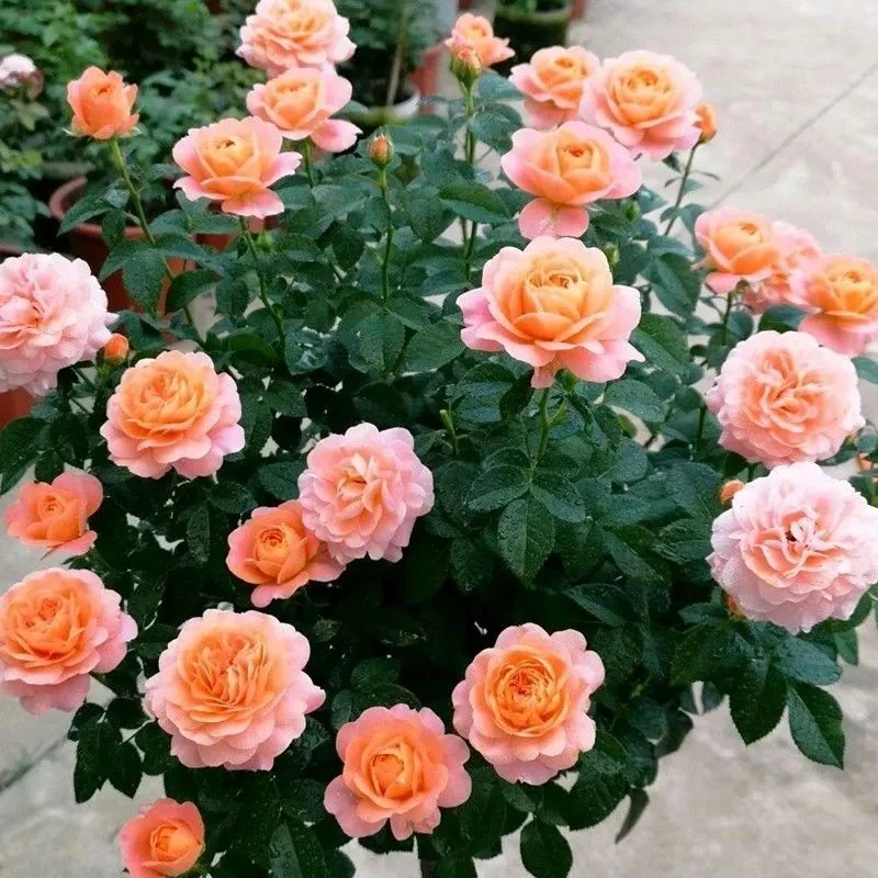 果汁阳台月季花老桩苗盆灌木大花丰花卉月季大苗阳台四季