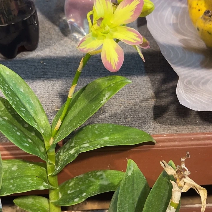 当前无花朵，栽培后可花朵277彩虹泼